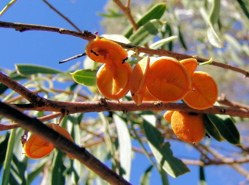 Native Apricot (Pittosporum angustifolium)