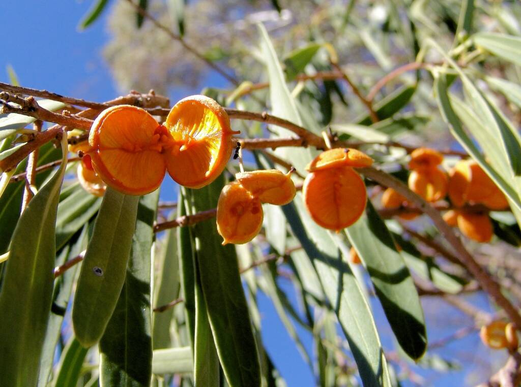 Native Apricot (Pittosporum angustifolium)