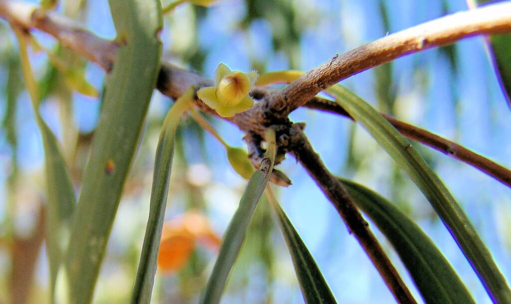 Native Apricot (Pittosporum angustifolium)