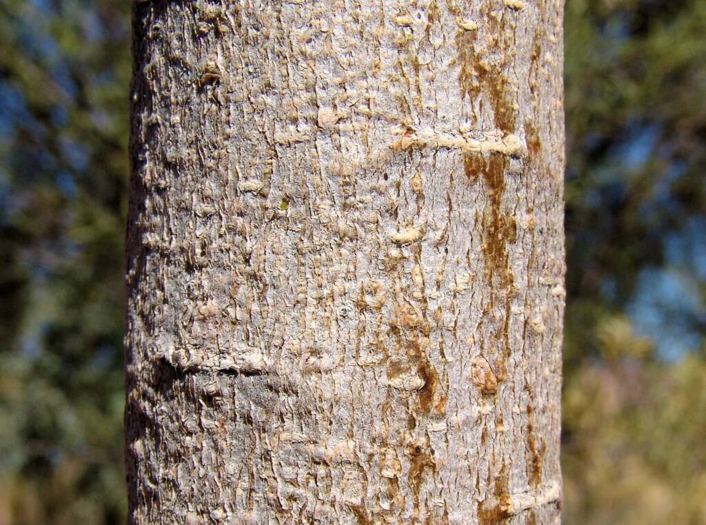 Native Apricot (Pittosporum angustifolium)