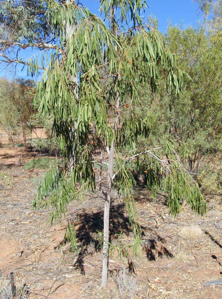 Native Apricot (Pittosporum angustifolium)