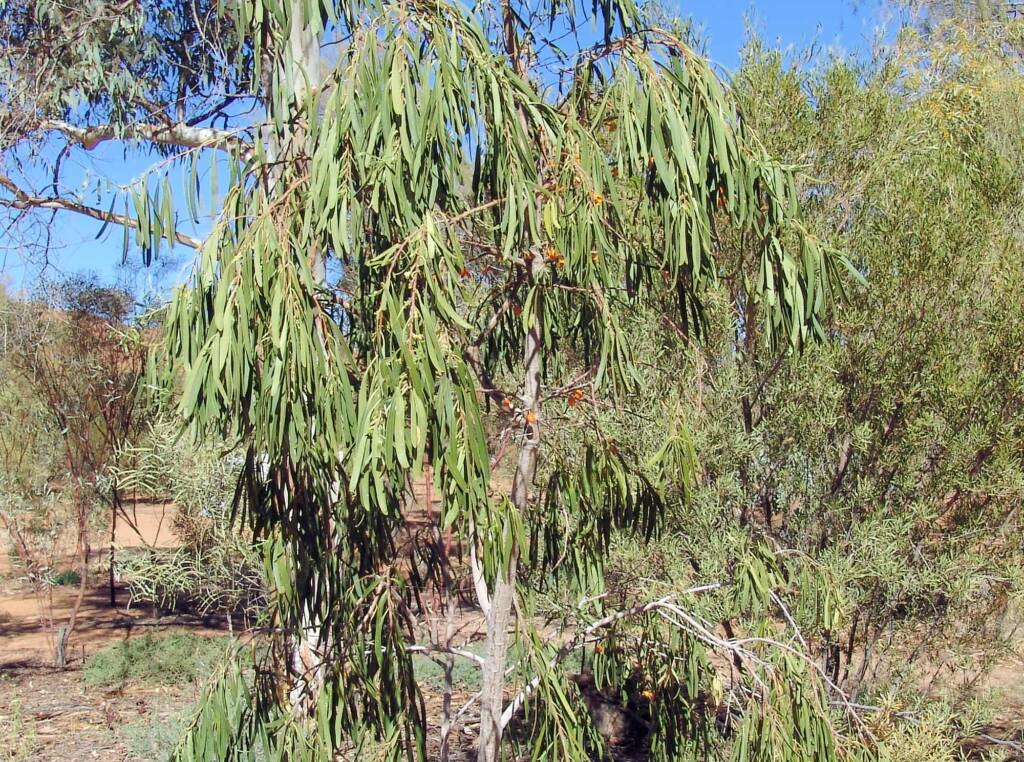 Native Apricot (Pittosporum angustifolium)