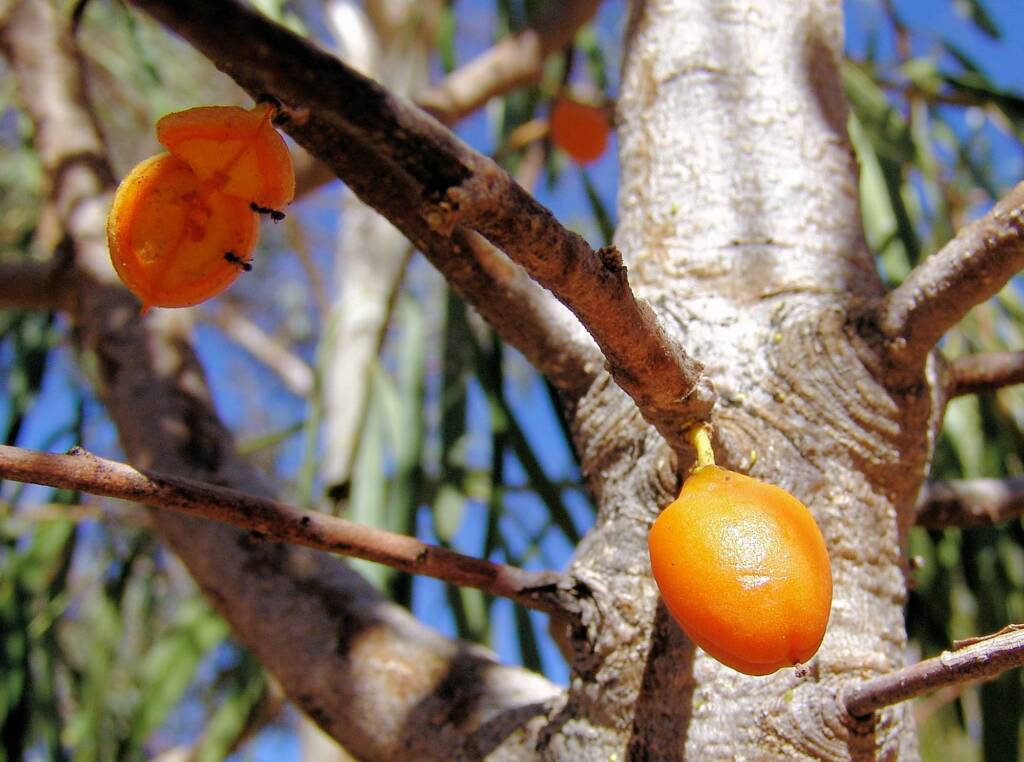 Native Apricot (Pittosporum angustifolium)