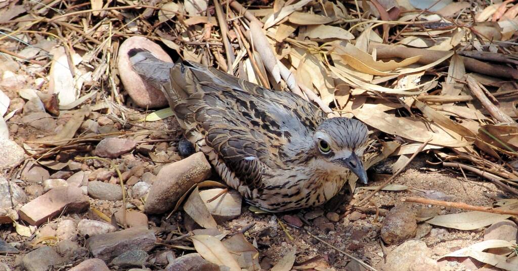 Bush Stone-curlew (Burhinus grallarius), Alice Springs Desert Park