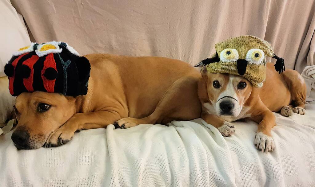 Camp dogs and beanies - Alice Springs Beanie Festival