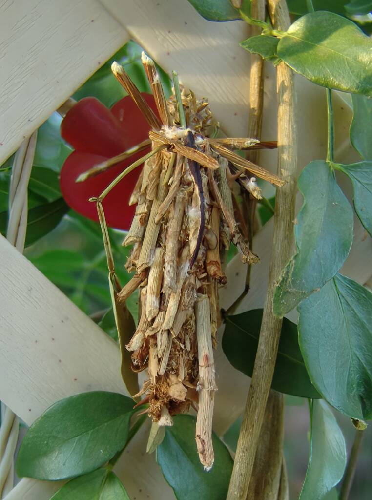Leaf Case Moth (Hyalarcta huebneri)