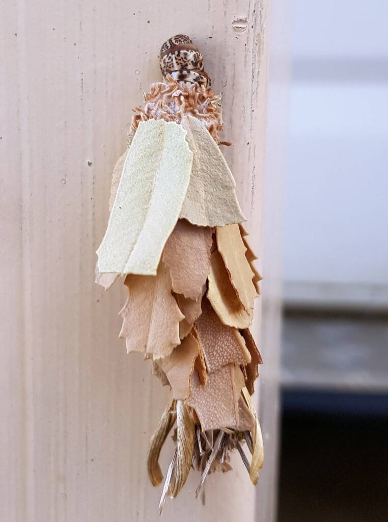 Leaf Case Moth (Hyalarcta huebneri)
