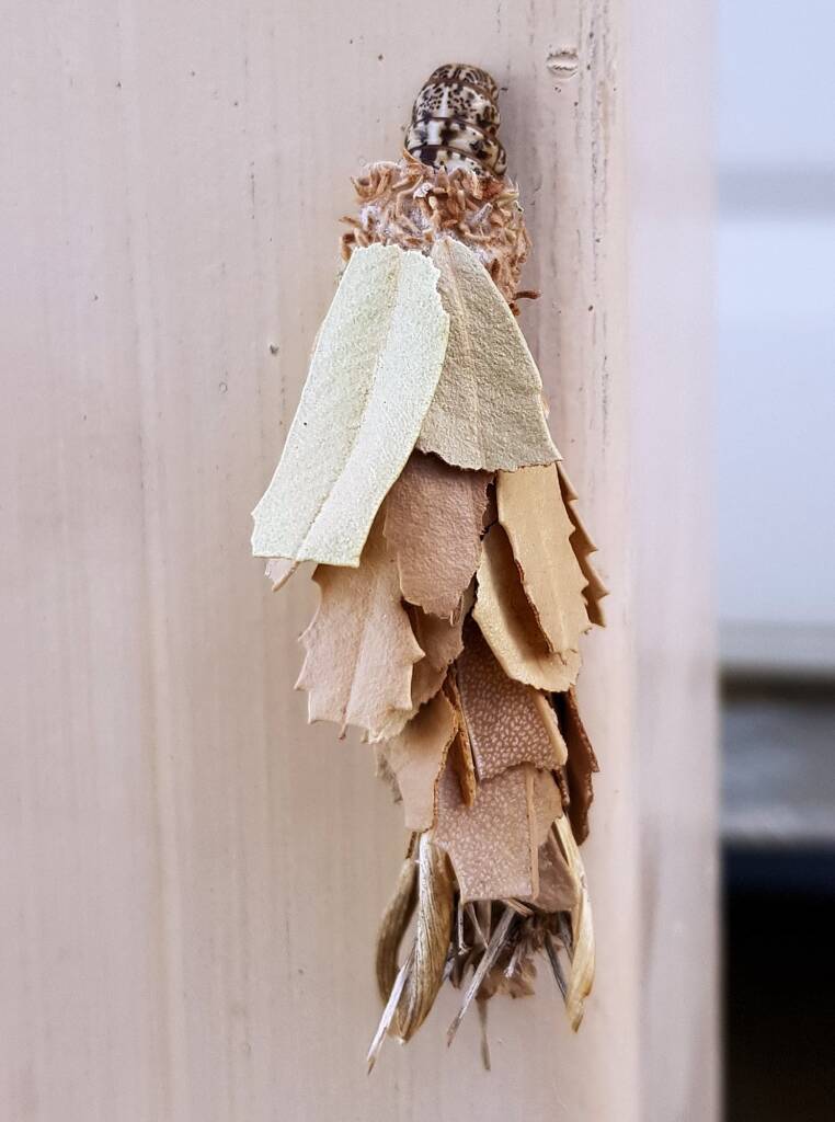 Leaf Case Moth (Hyalarcta huebneri)