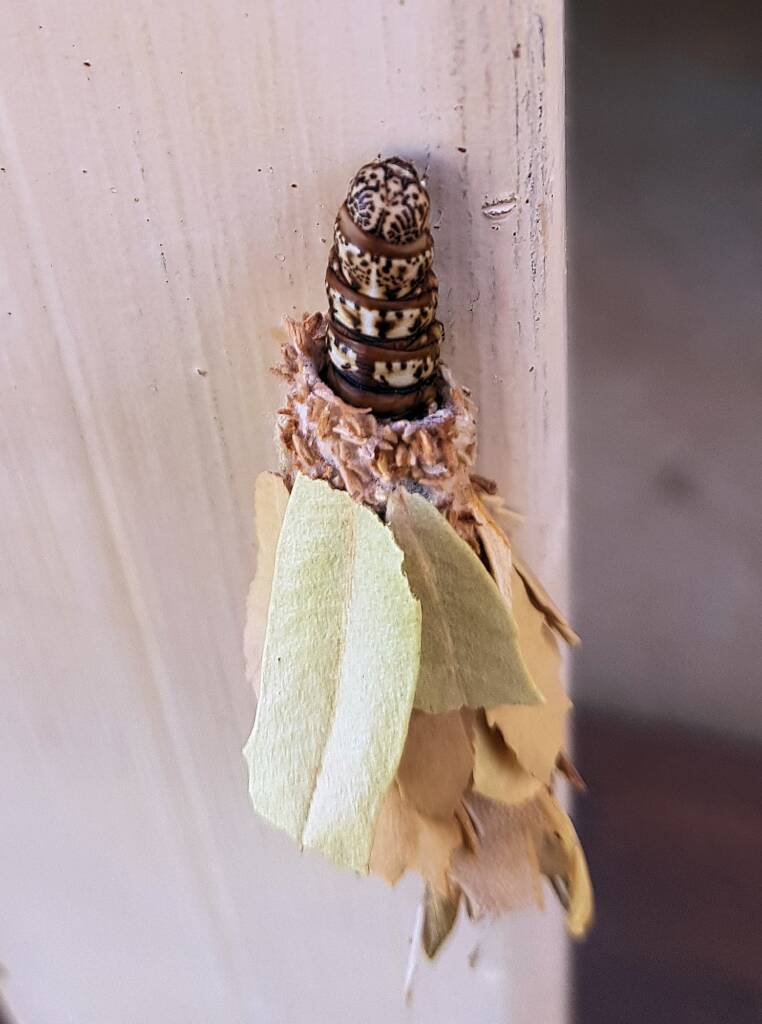 Leaf Case Moth