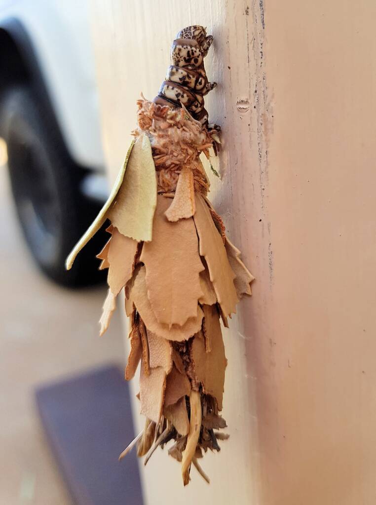 Leaf Case Moth (Hyalarcta huebneri)