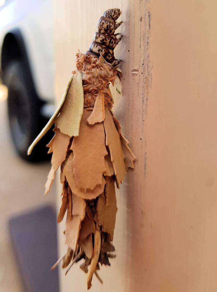 Leaf Case Moth (Hyalarcta huebneri)