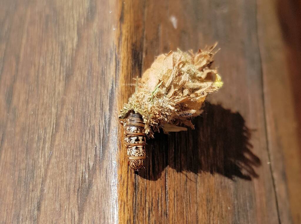Case Moth (Family Psychidae)