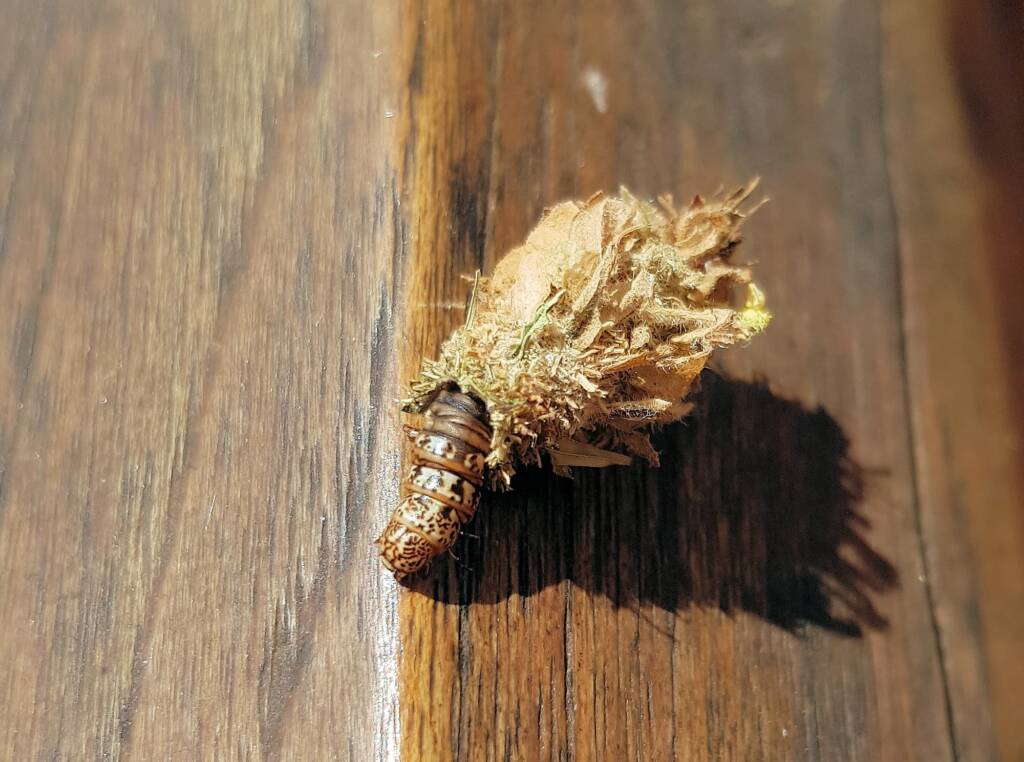 Case Moth (Family Psychidae)