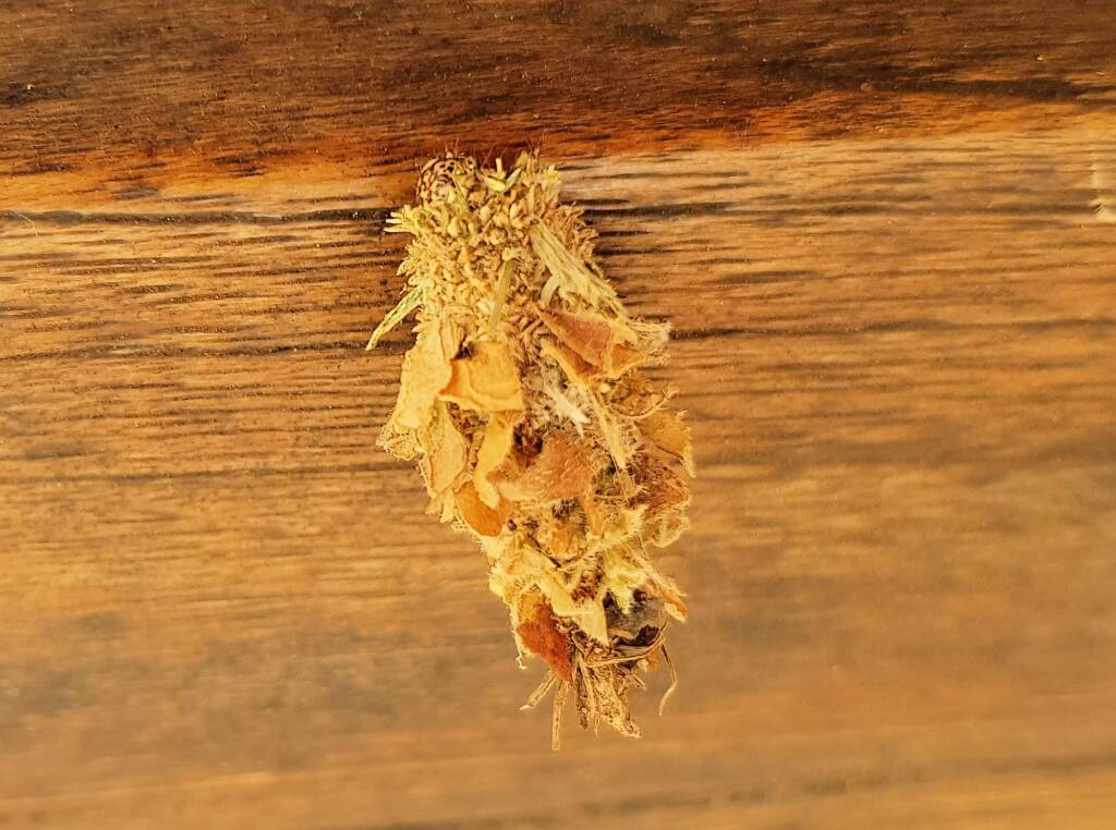 Case Moth (Family Psychidae)