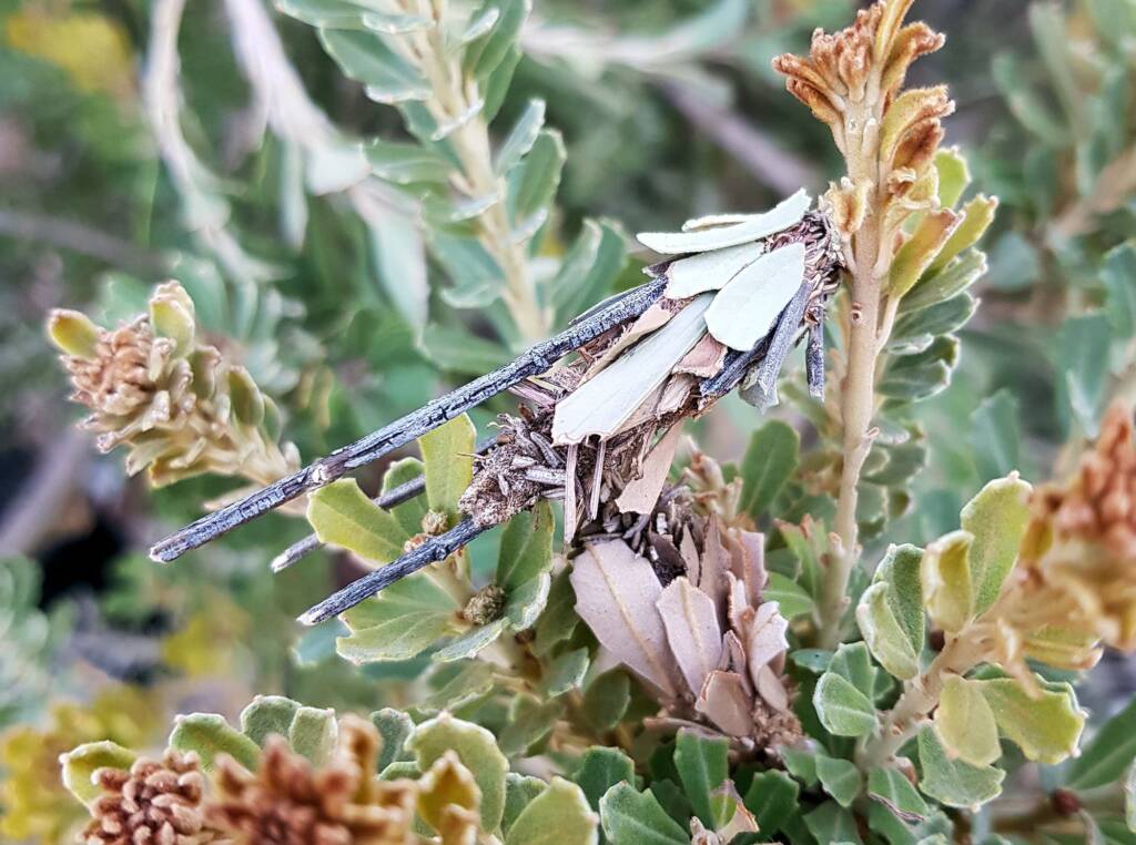 Case Moth (Family Psychidae)