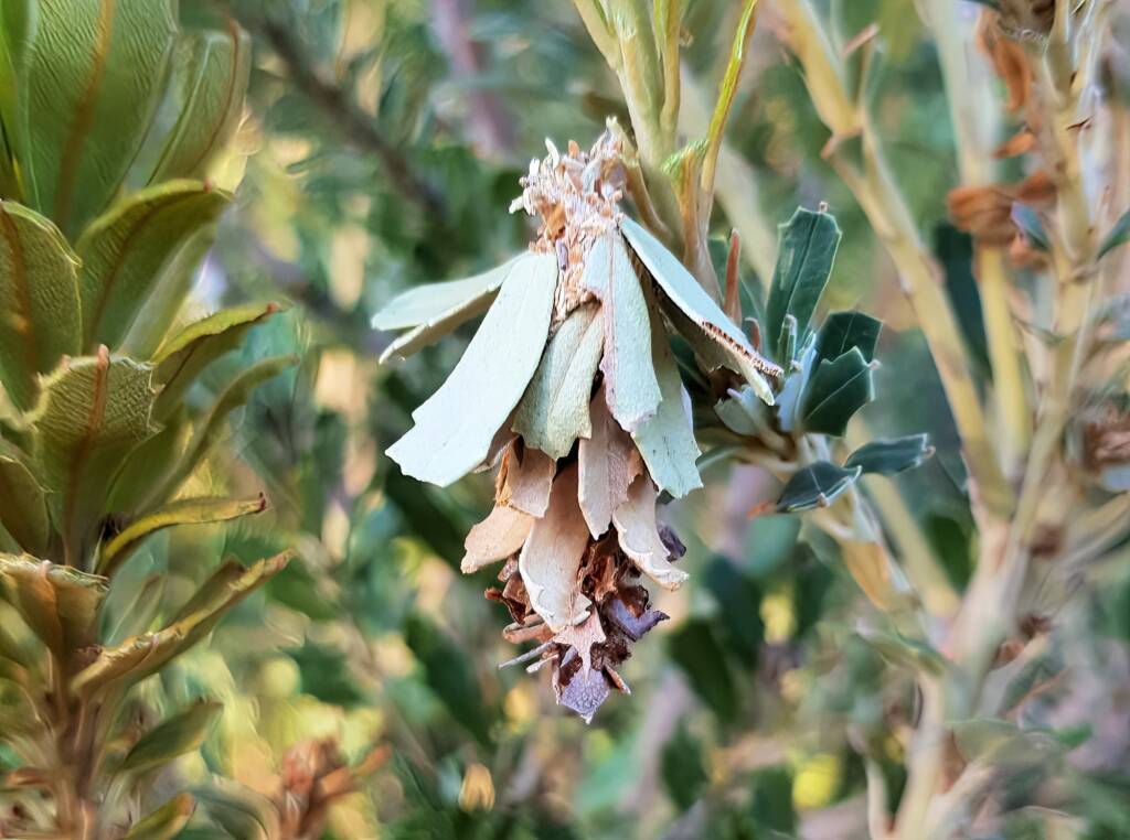Leaf Case Moth (Family Psychidae)