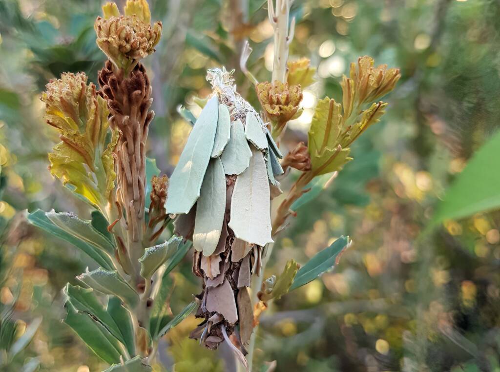 Leaf Case Moth (Family Psychidae)