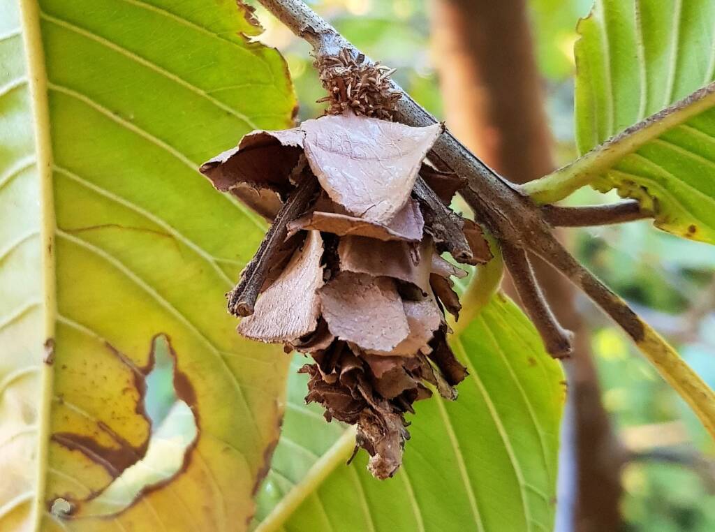 Leaf Case Moth (Family Psychidae)