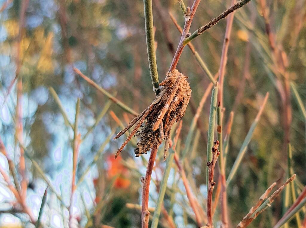 Case Moth (Family Psychidae)