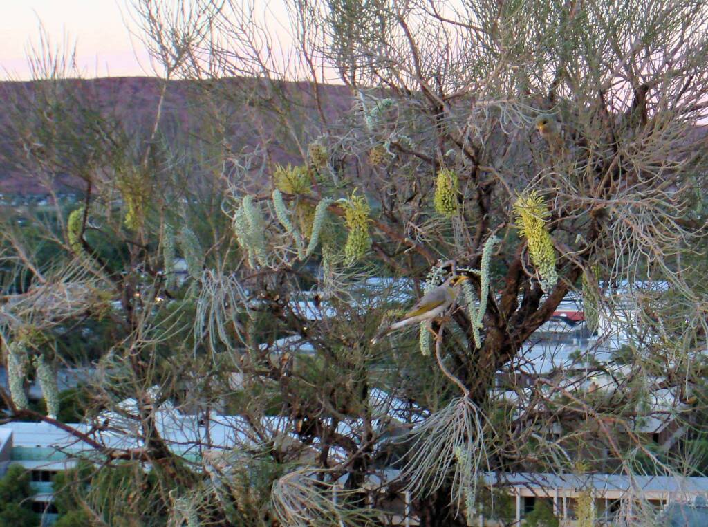 Corkwood on Untyeyetwelye - ANZAC Hill, Alice Springs, NT