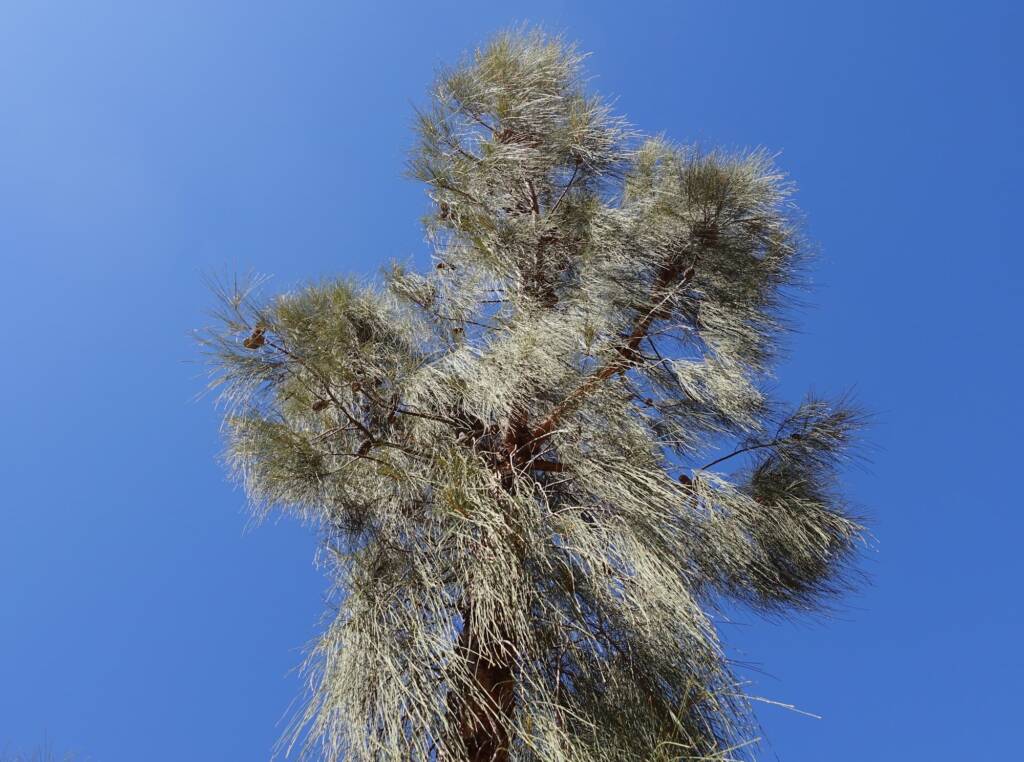 Desert Oak (Allocasuarina decaisneana), Alice Springs Desert Park
