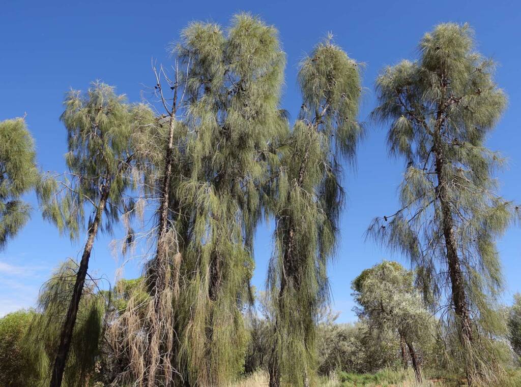 Desert Oak (Allocasuarina decaisneana), Alice Springs Desert Park