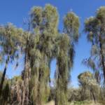 Desert Oak (Allocasuarina decaisneana), Alice Springs Desert Park