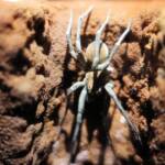Desert Wolf Spider (Hoggicosa bicolor), Alice Springs Desert Park