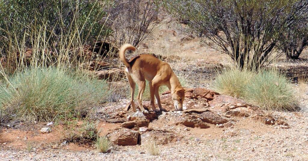 Dingo (Canis dingo), Alice Springs Desert Park