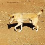 Dingo, Alice Springs Desert Park, NT