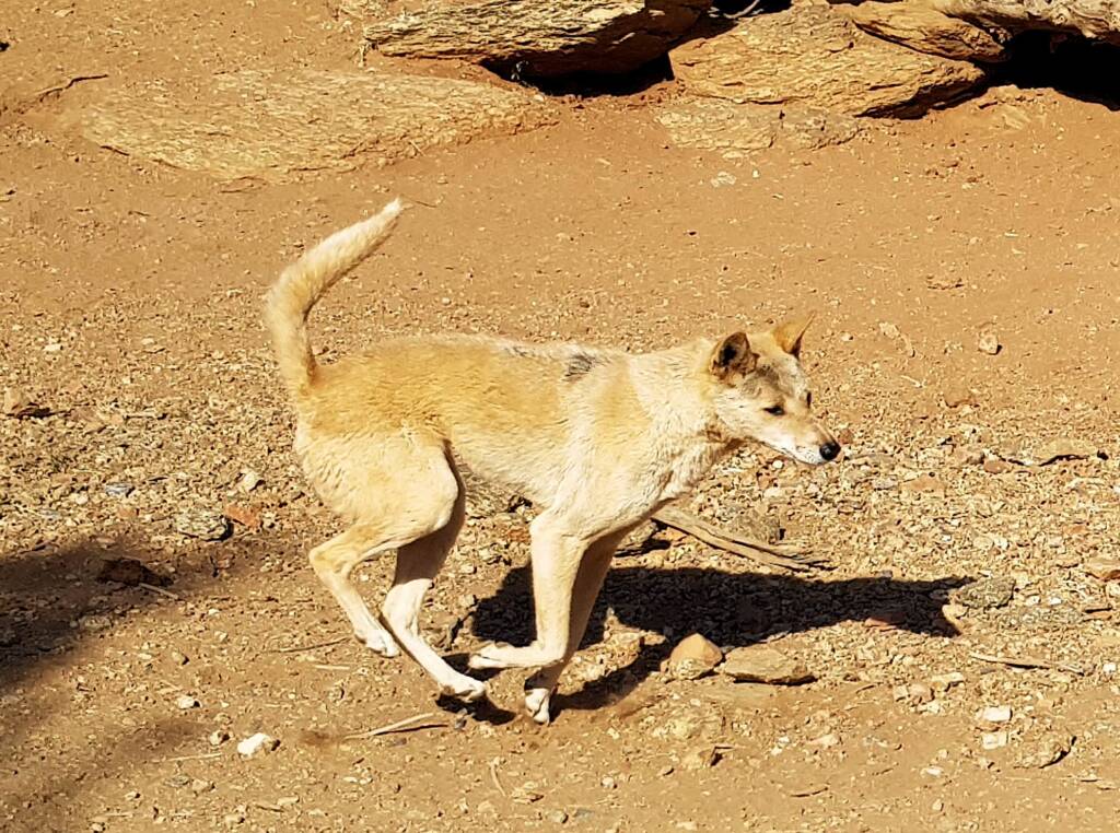 Dingo, Alice Springs Desert Park, NT