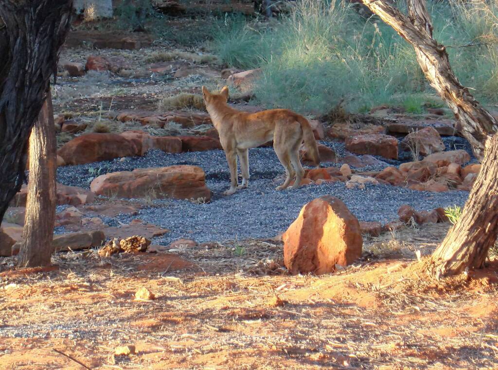 Dingo, Kings Canyon - Watarrka National Park