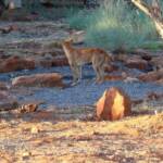 Dingo, Kings Canyon - Watarrka National Park