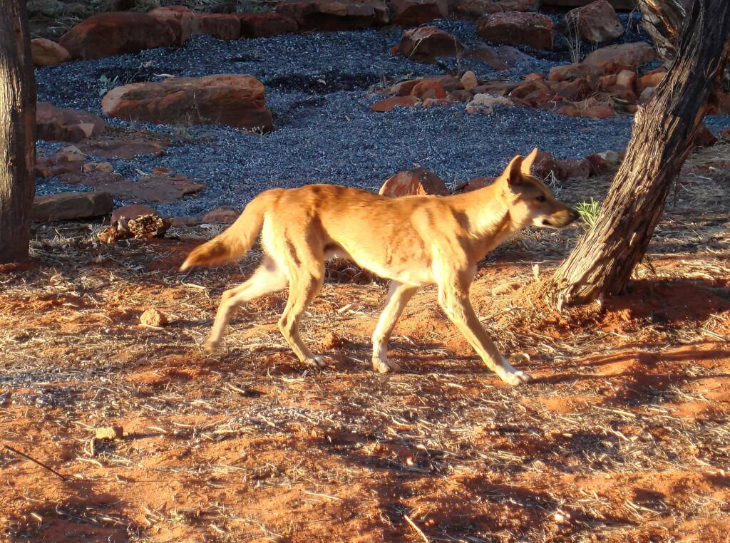 Dingo, Kings Canyon - Watarrka National Park