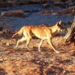 Dingo, Kings Canyon - Watarrka National Park
