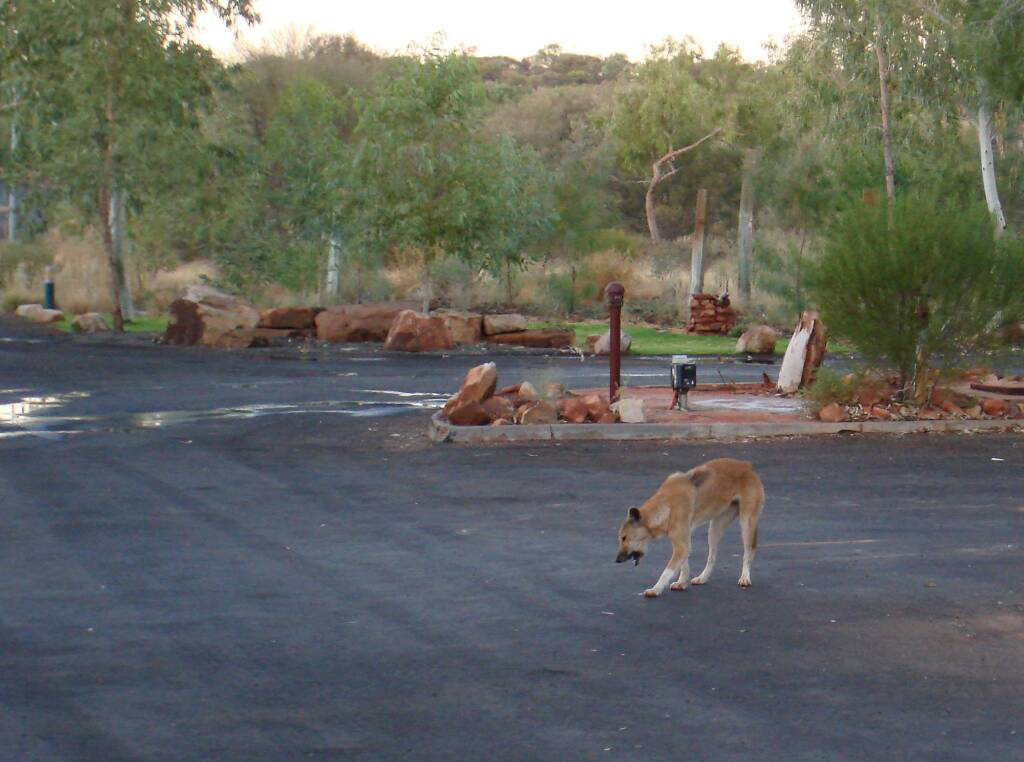 Dingo, Kings Canyon - Watarrka National Park