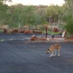 Dingo, Kings Canyon - Watarrka National Park