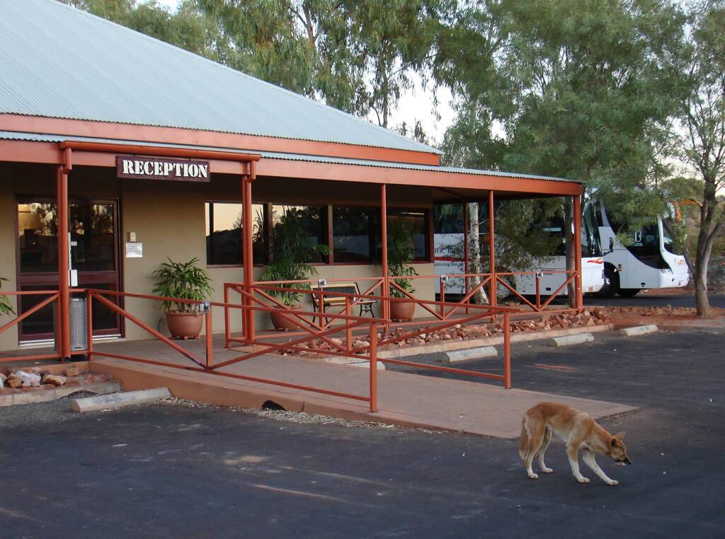 Dingo, Kings Canyon - Watarrka National Park