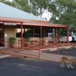 Dingo, Kings Canyon - Watarrka National Park