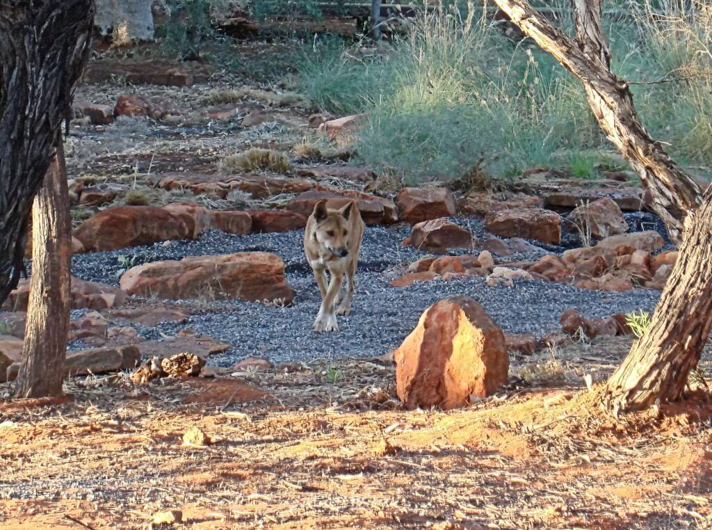 Dingo, Kings Canyon - Watarrka National Park