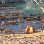 Dingo, Kings Canyon - Watarrka National Park