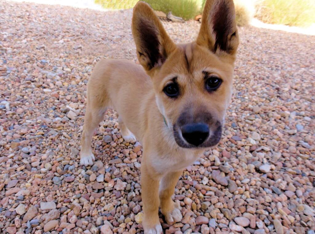 Dingo pup (Canis dingo), Alice Springs Desert Park