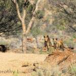 Dingoes (Canis dingo), Nature Theatre, Alice Springs Desert Park