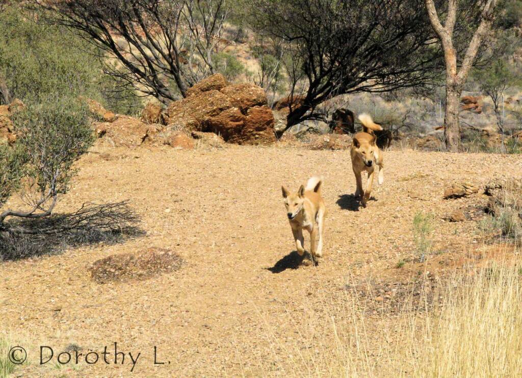 Dingoes (Canis dingo), Nature Theatre, Alice Springs Desert Park