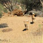 Dingoes (Canis dingo), Nature Theatre, Alice Springs Desert Park