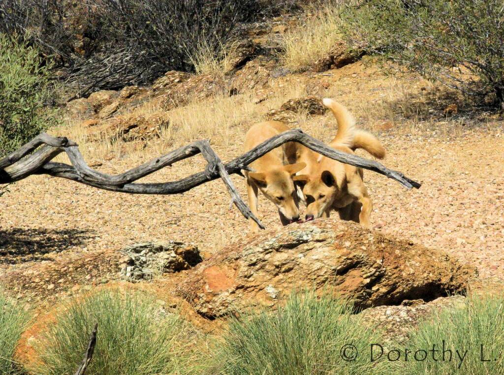 Dingoes (Canis dingo), Nature Theatre, Alice Springs Desert Park