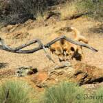 Dingoes (Canis dingo), Nature Theatre, Alice Springs Desert Park