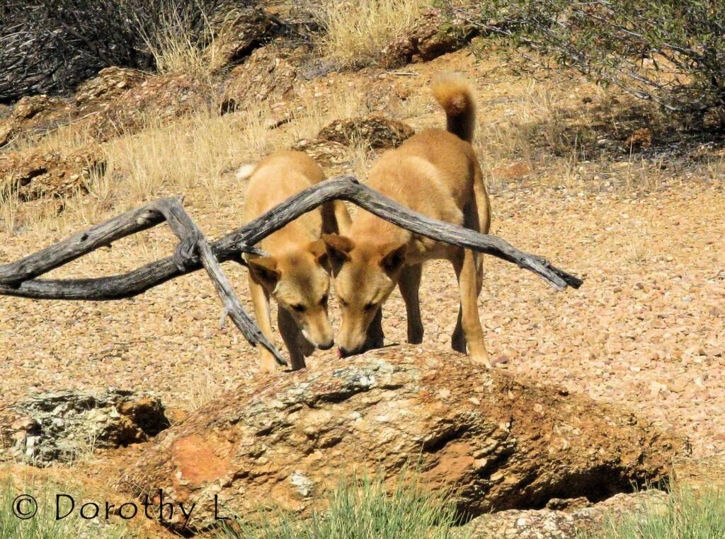 Dingoes (Canis dingo), Nature Theatre, Alice Springs Desert Park