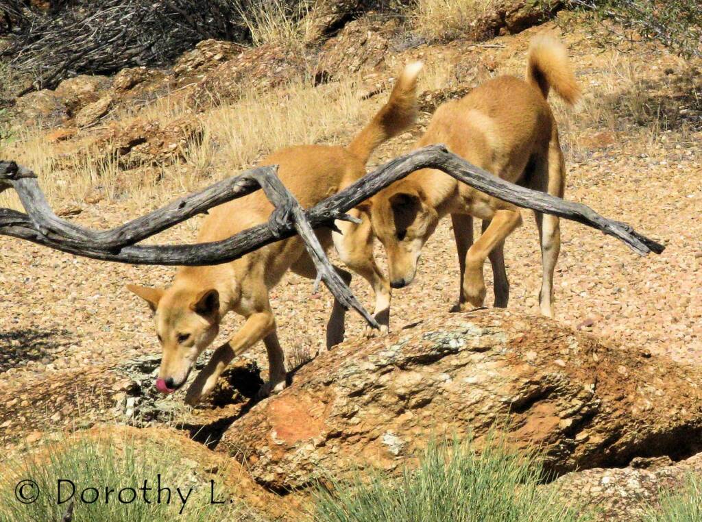 Dingoes (Canis dingo), Nature Theatre, Alice Springs Desert Park