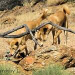Dingoes (Canis dingo), Nature Theatre, Alice Springs Desert Park
